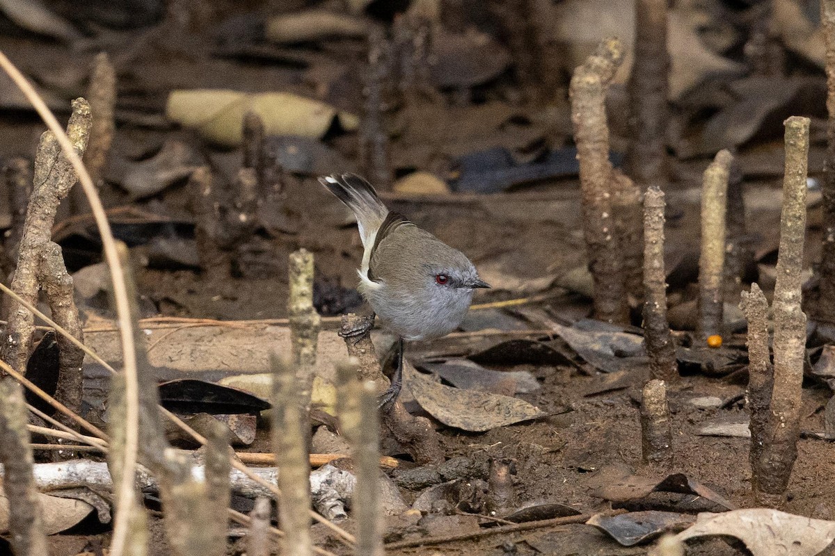 Gray Gerygone - ML639511502