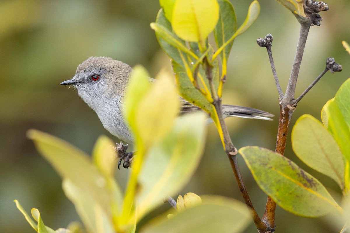 Gray Gerygone - ML639511503