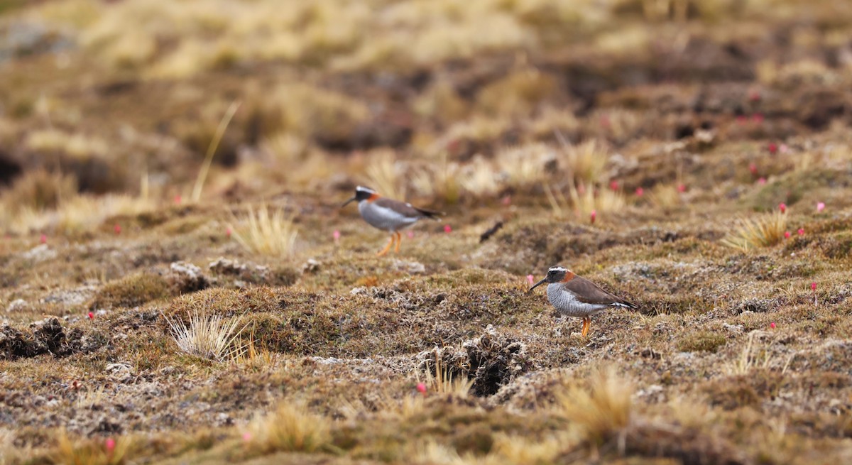 štěrkovníček andský - ML639511554