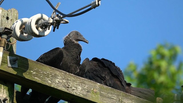 Black Vulture - ML639511643