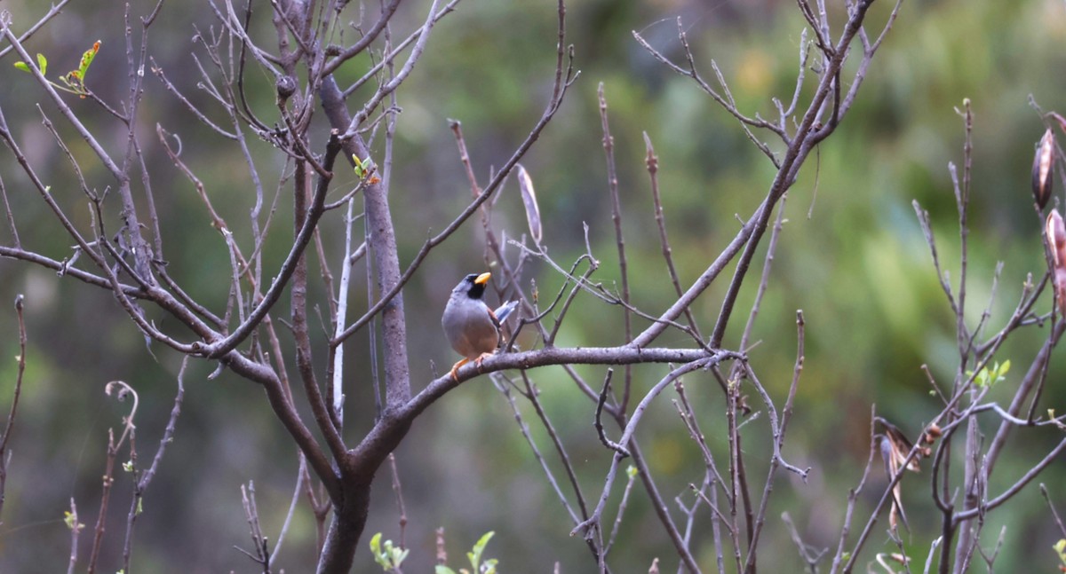 Great Inca-Finch - ML639511655