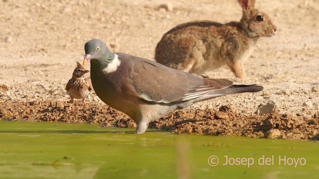 Common Wood-Pigeon - ML639511661
