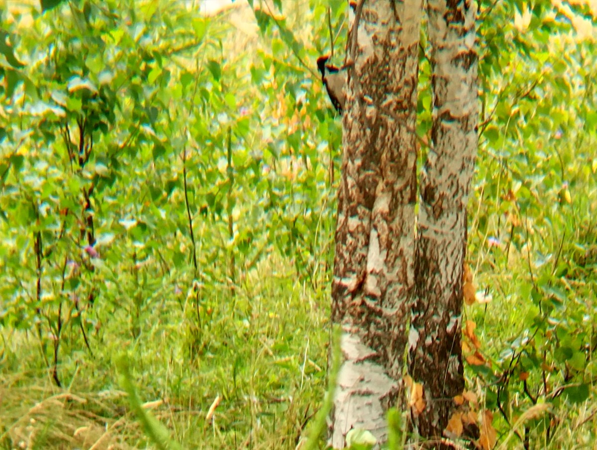 Great Spotted Woodpecker - ML639511723