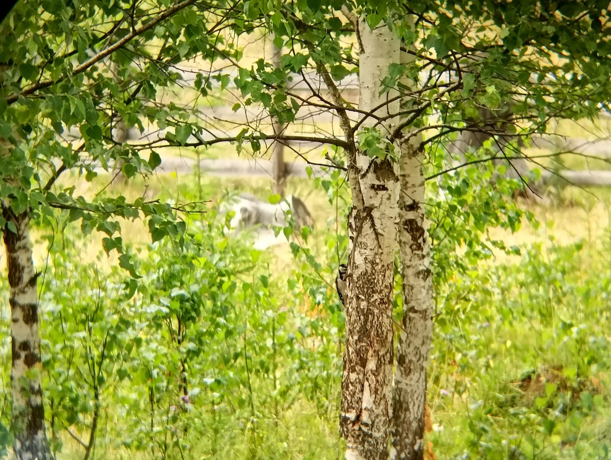 Great Spotted Woodpecker - ML639511725