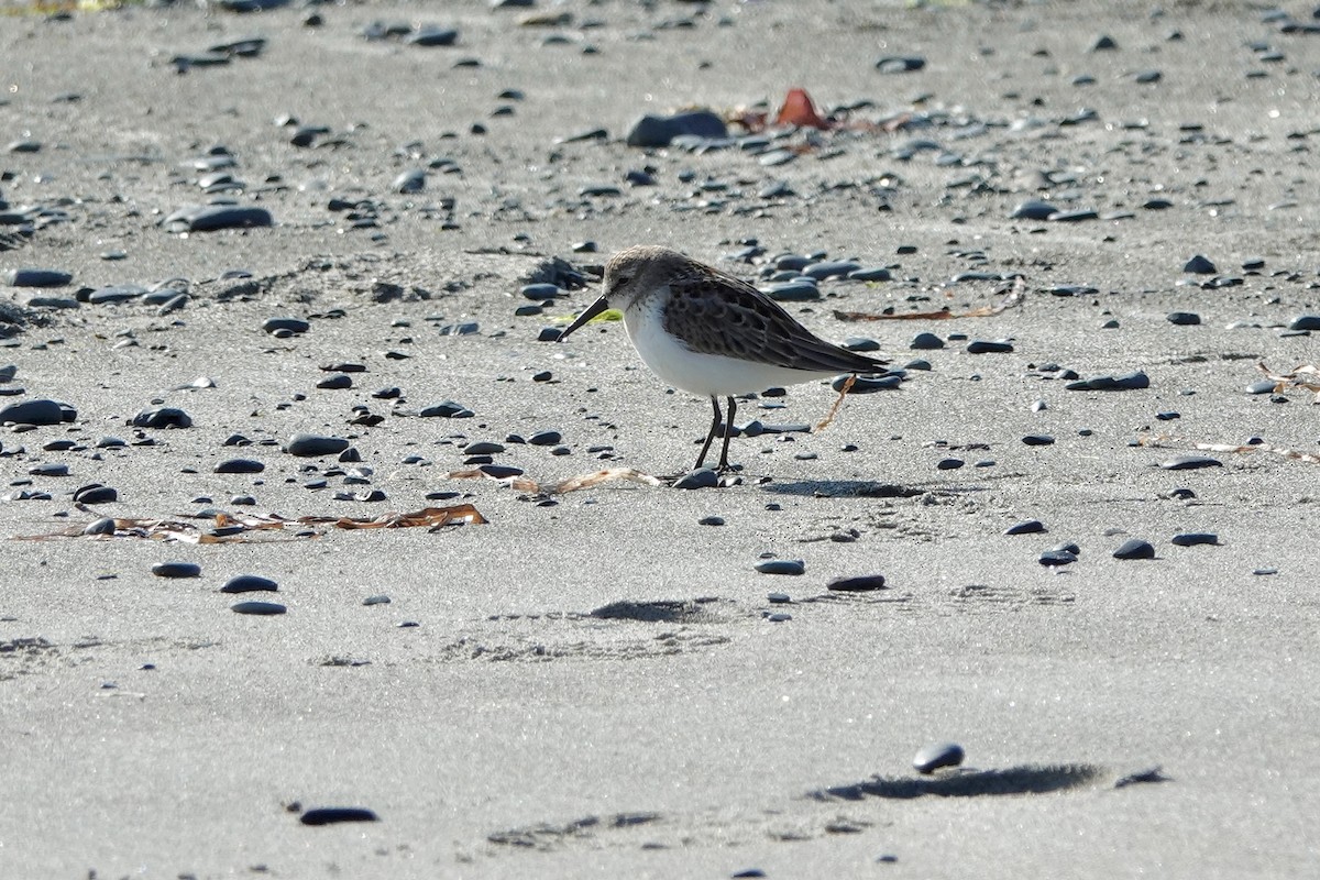 Western Sandpiper - ML639511886
