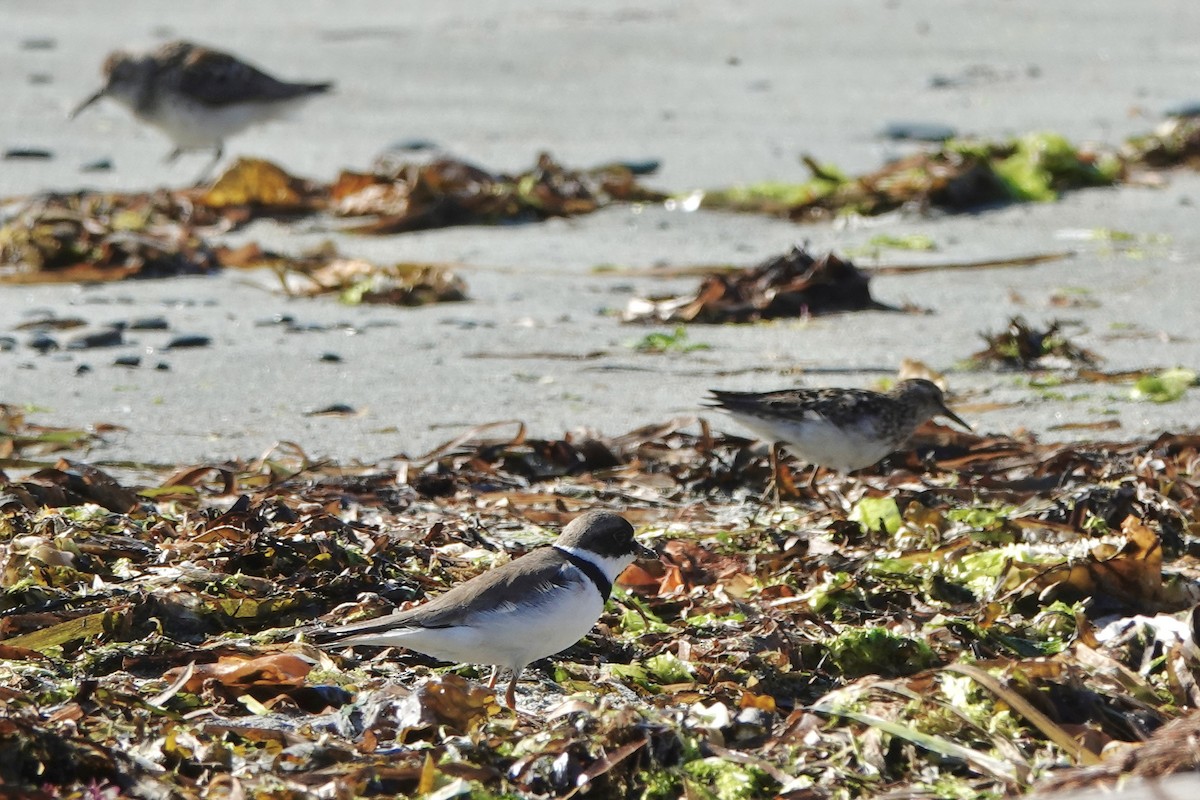 Semipalmated Plover - ML639511890