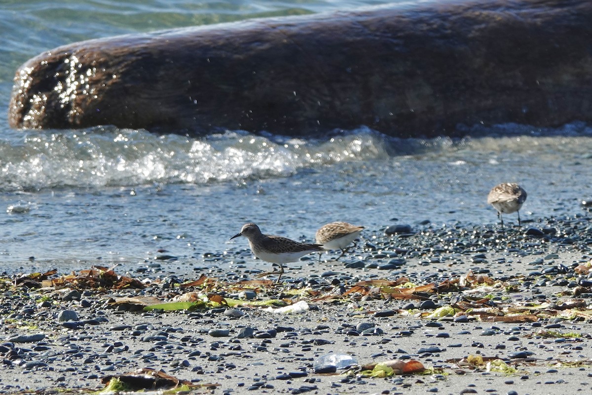 Least Sandpiper - ML639511903