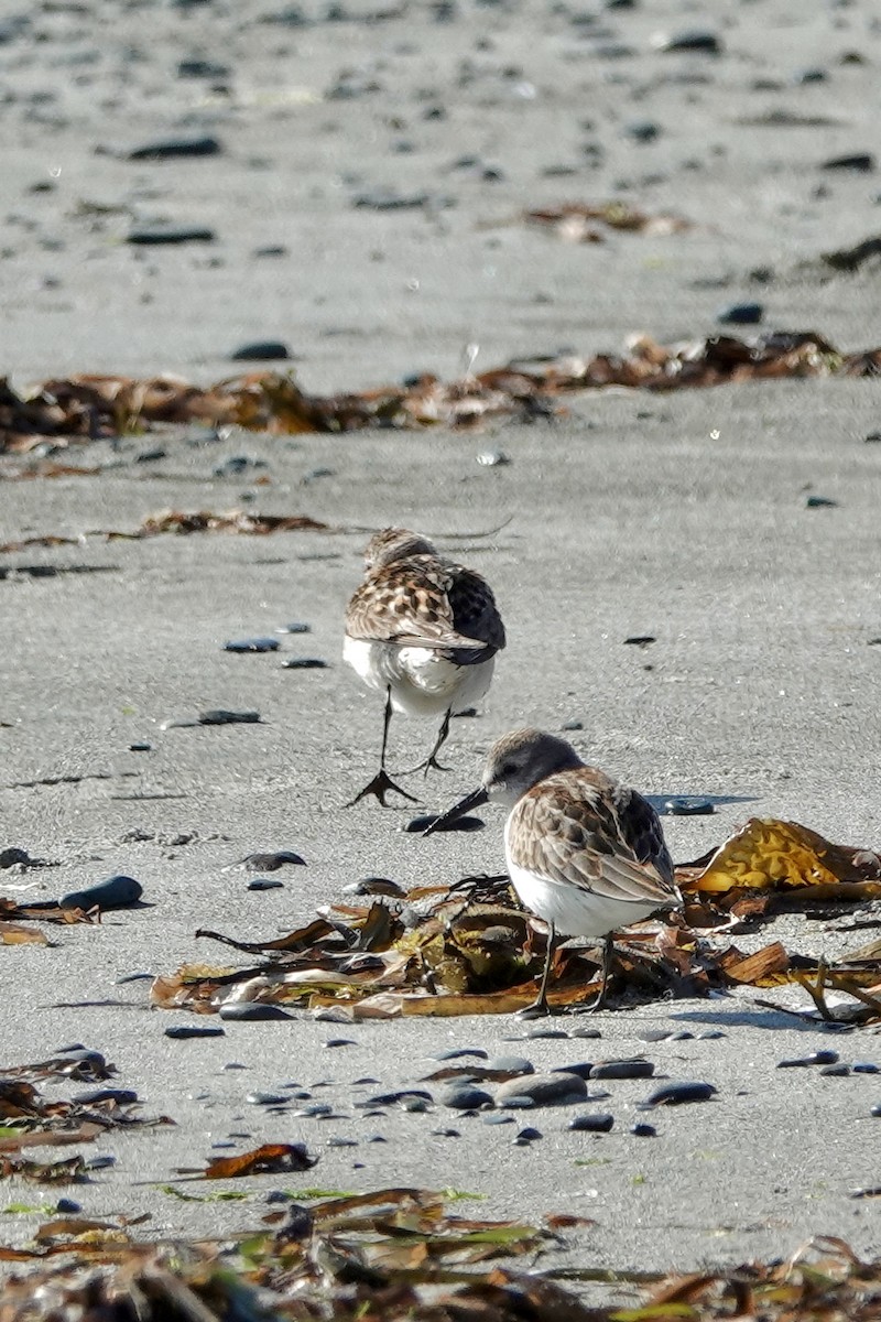 Western Sandpiper - ML639511930