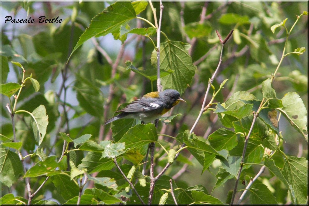 Northern Parula - ML63951201