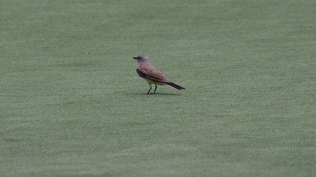 Western Kingbird - ML639512011