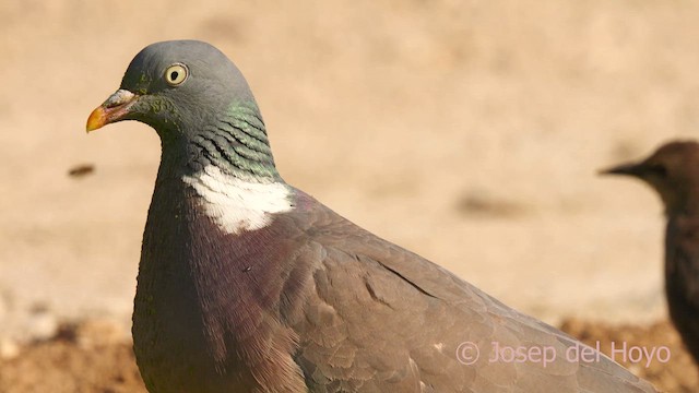 Common Wood-Pigeon - ML639512022