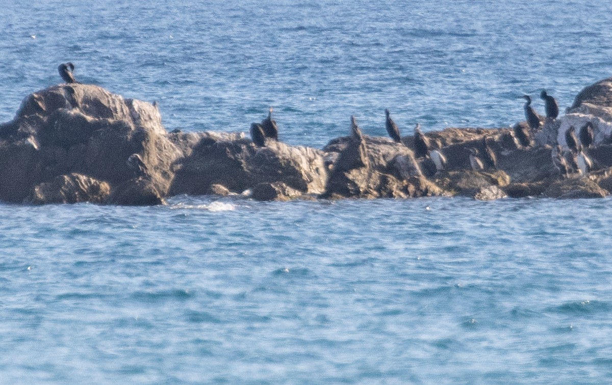 Tepeli Karabatak - ML639512045