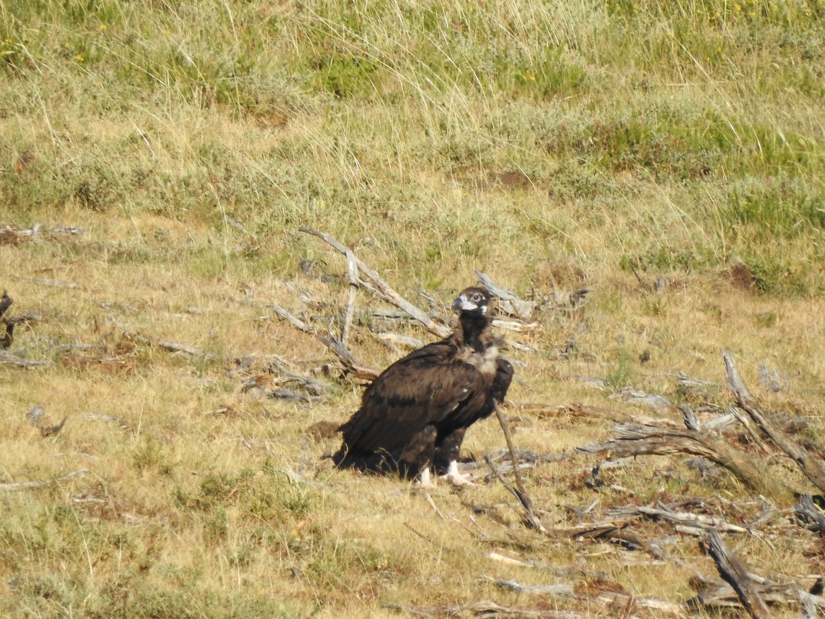 Cinereous Vulture - ML639512071