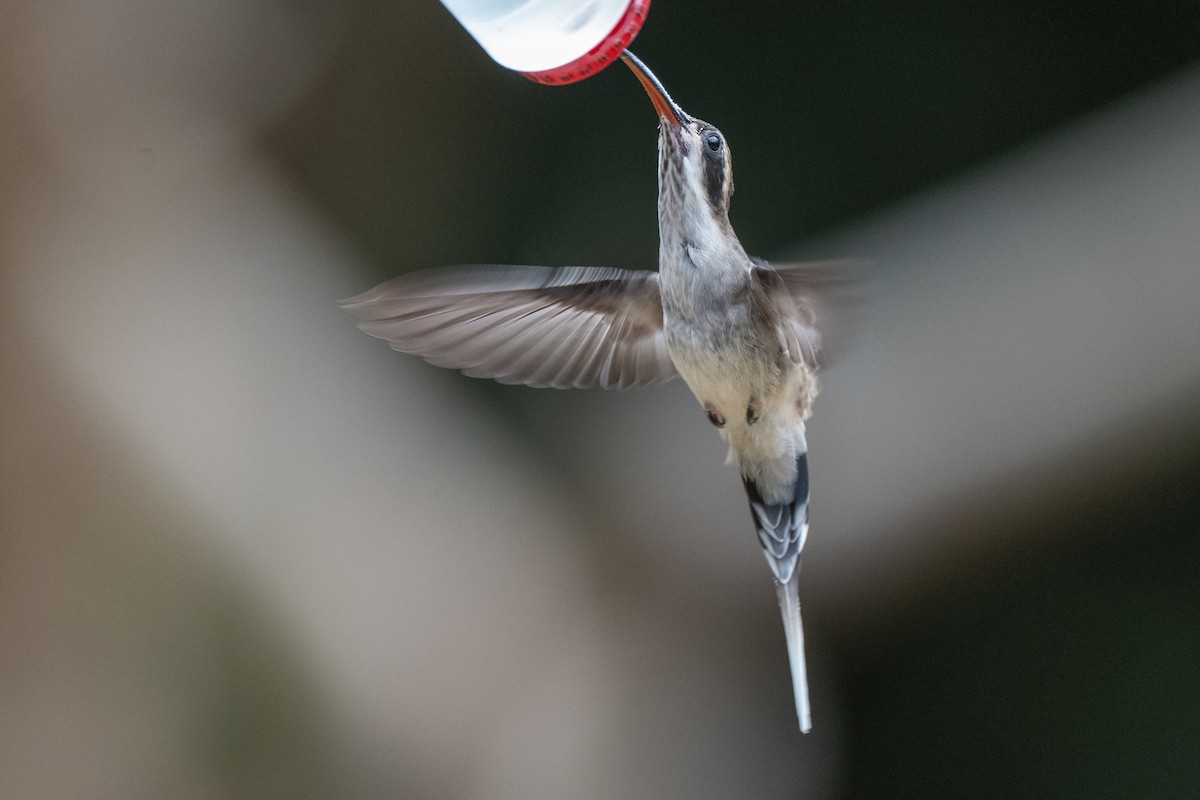 Pale-bellied Hermit - ML639512135