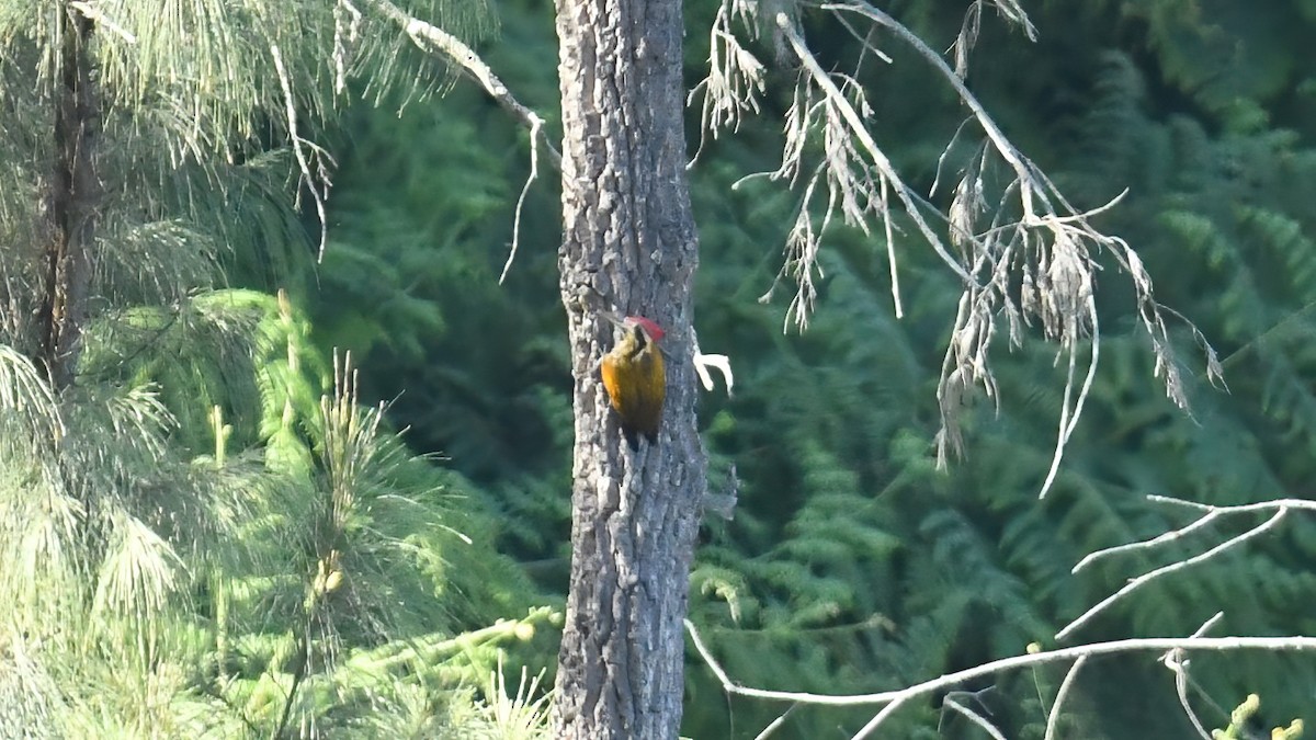 Javan Flameback - ML639512162