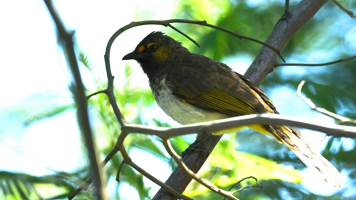 Orange-spotted Bulbul - ML639512192