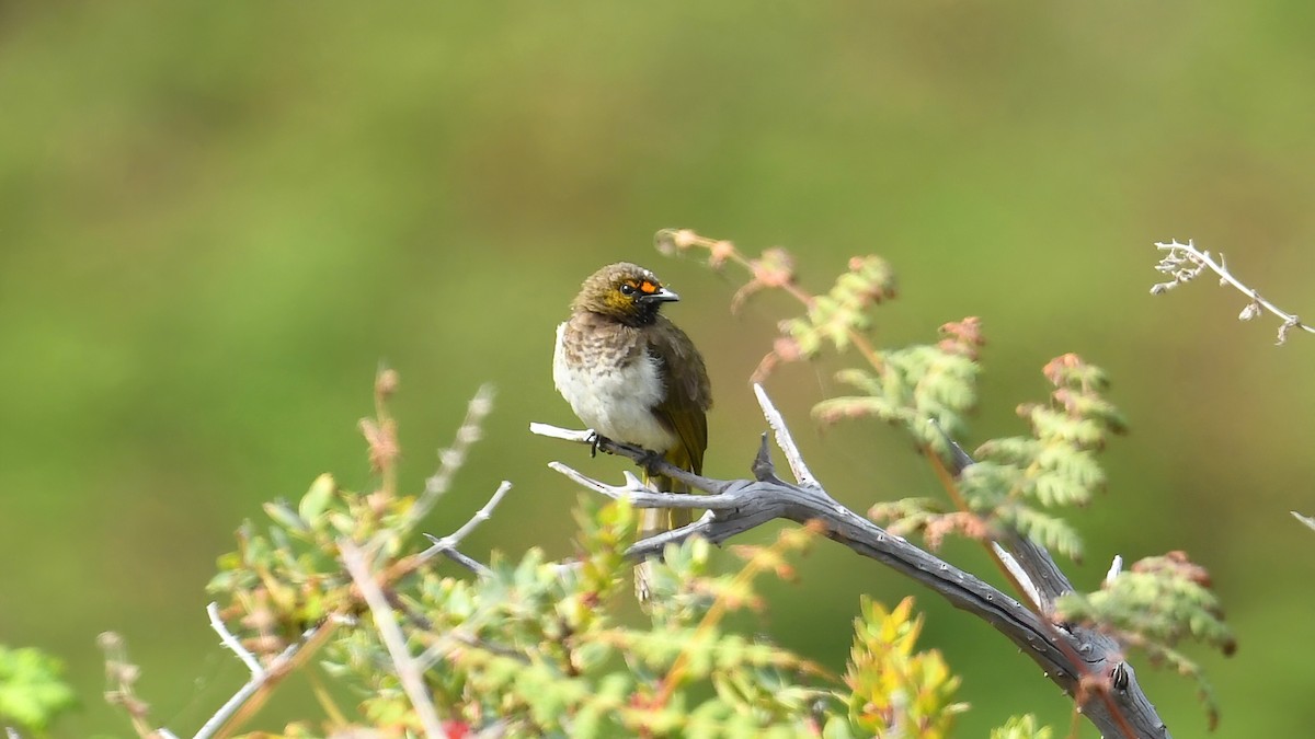 Orange-spotted Bulbul - ML639512199