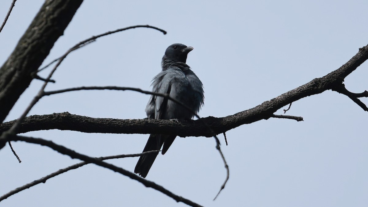 Sunda Cuckooshrike - ML639512213