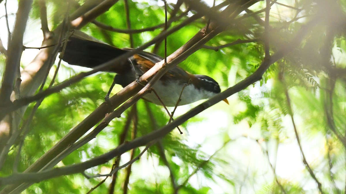 Javan Scimitar-Babbler - ML639512240