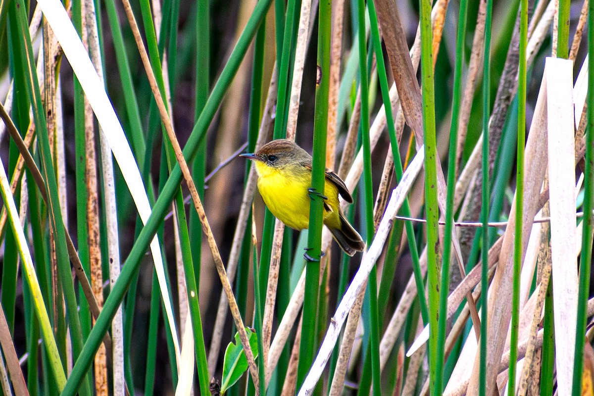 Ticking Doradito - ML639512267