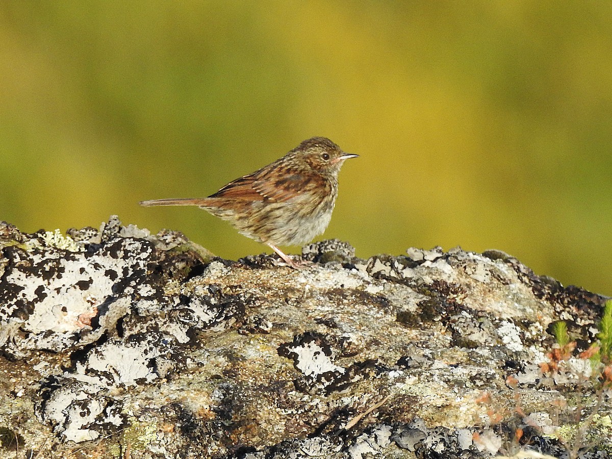 Dunnock - ML639512271