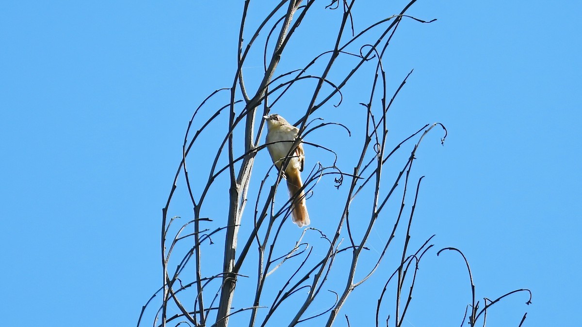 Brown Prinia - ML639512294