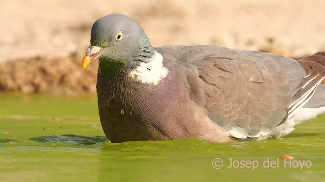 Common Wood-Pigeon - ML639512298