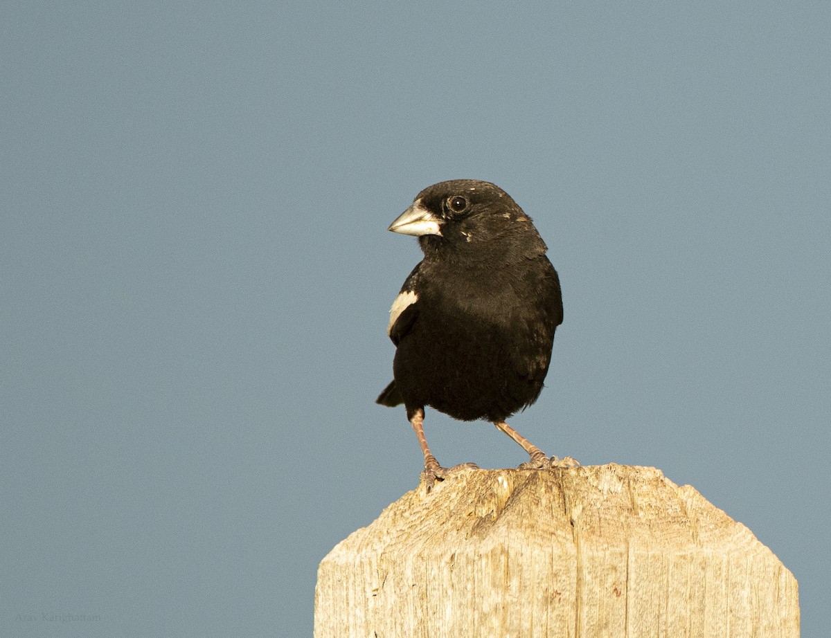 Lark Bunting - ML639512321