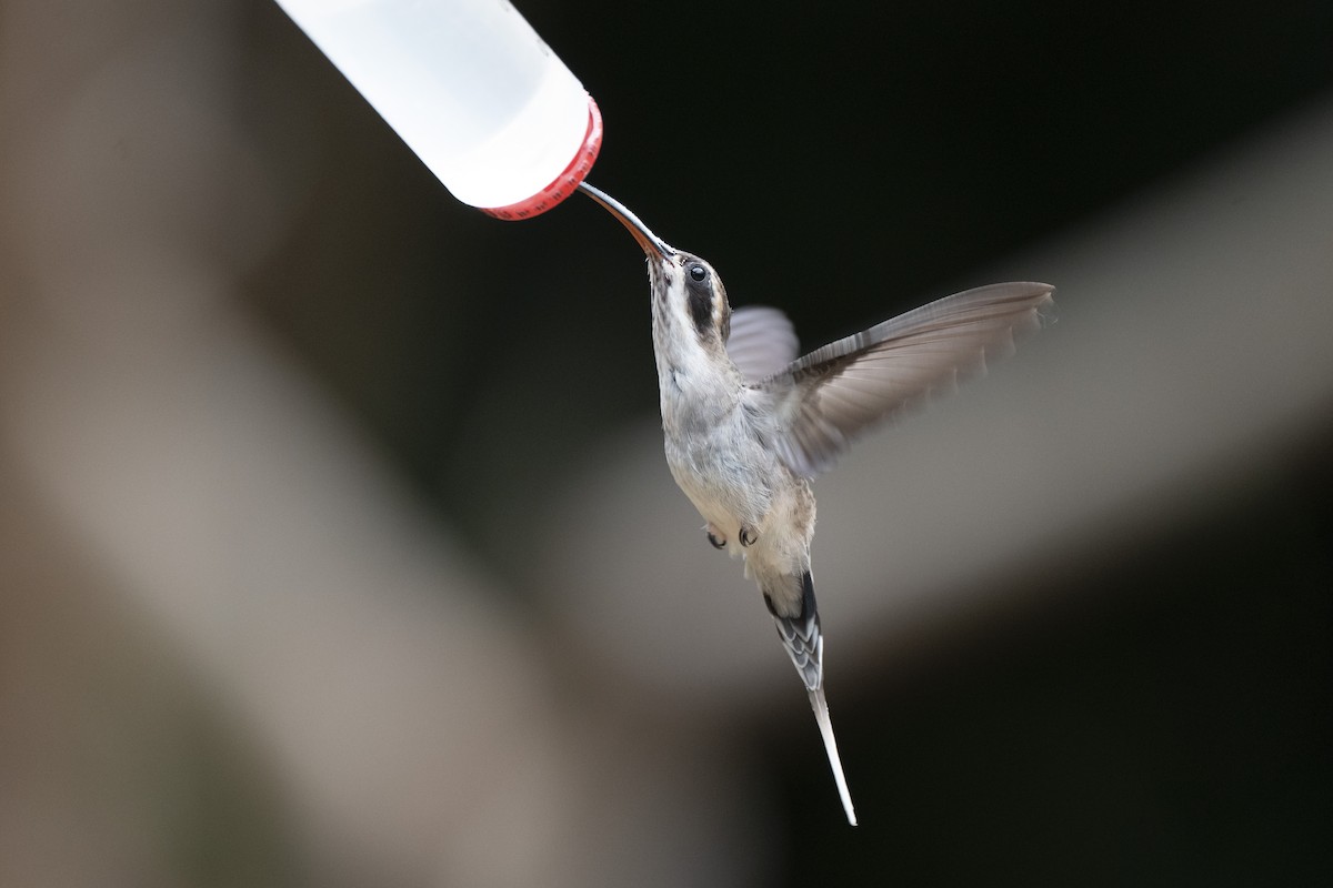 Pale-bellied Hermit - ML639512364