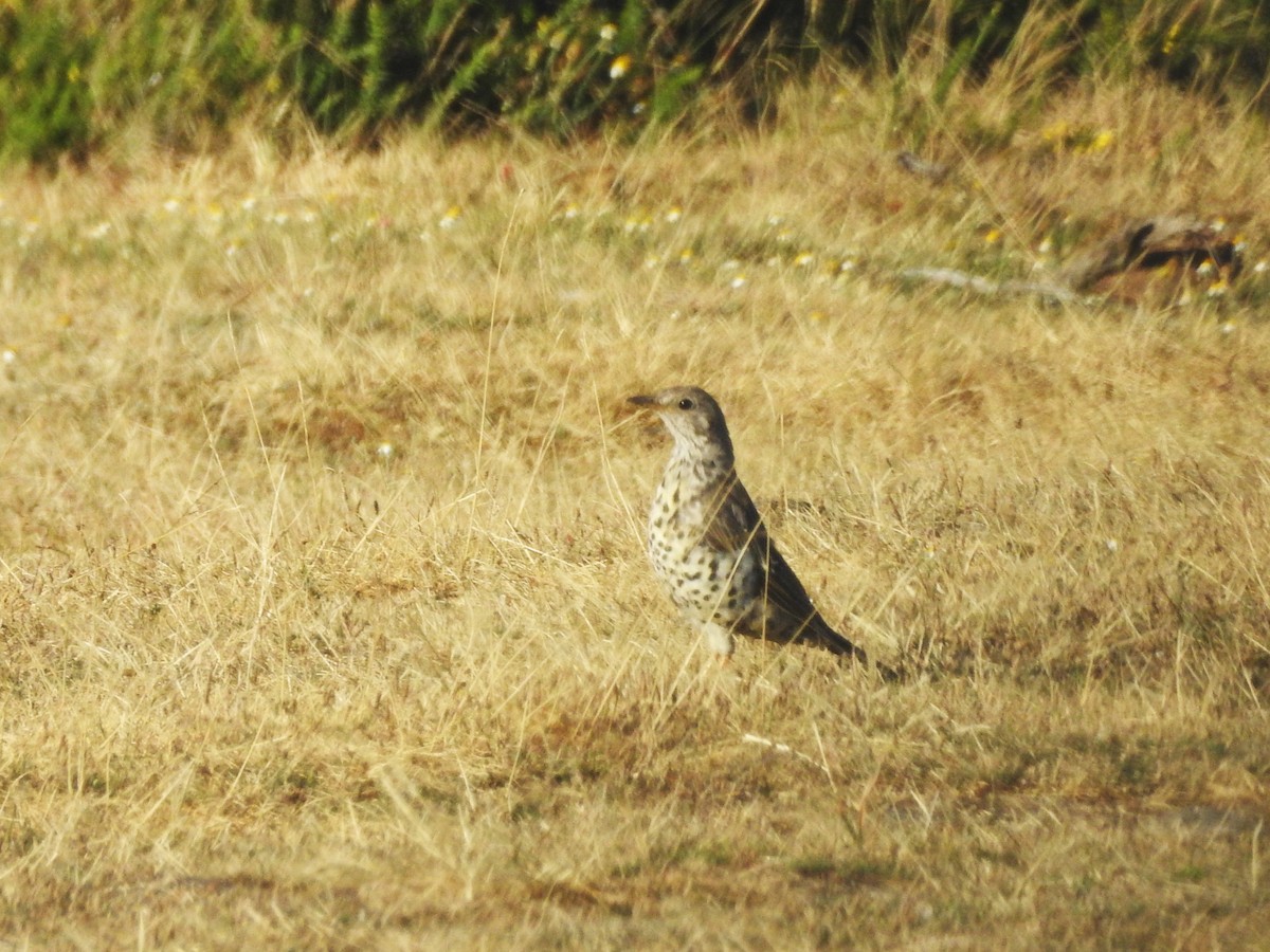 Mistle Thrush - ML639512486