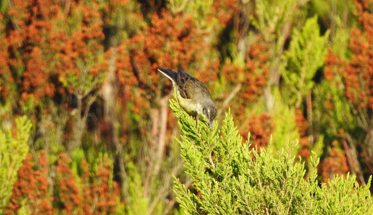 Western Yellow Wagtail - ML639512493