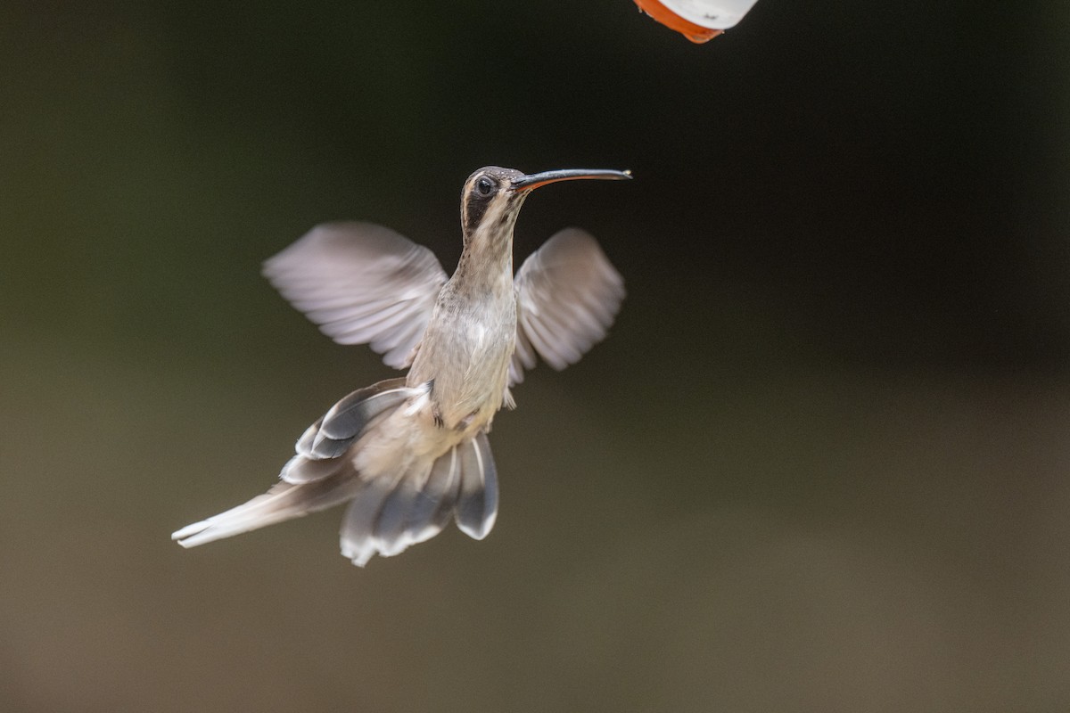 Pale-bellied Hermit - ML639512549