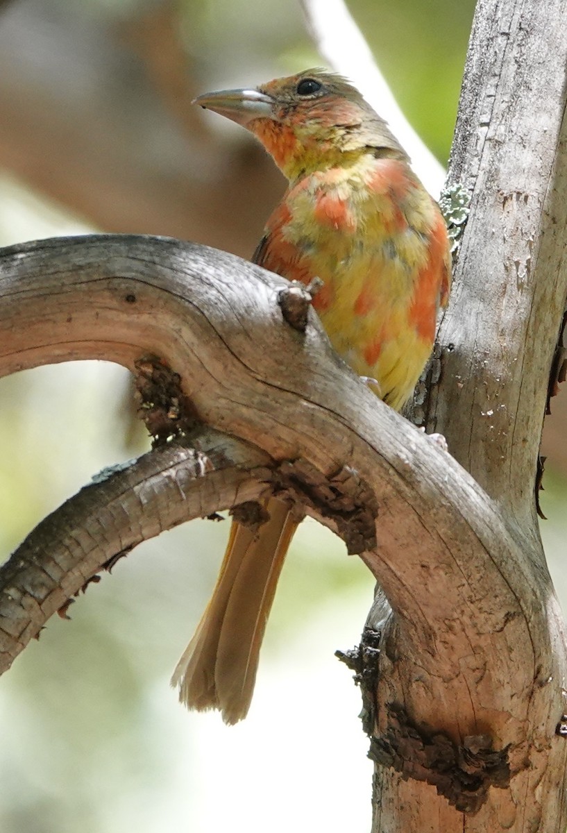 Summer Tanager - ML639512552