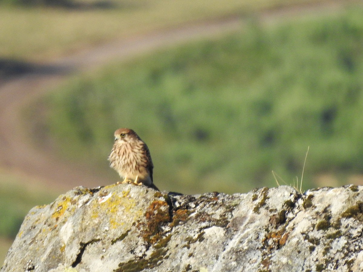 Eurasian Kestrel - ML639512556
