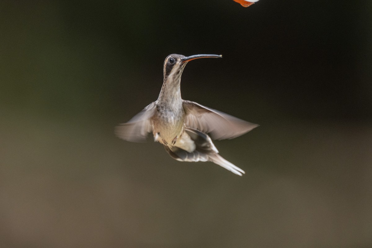 Pale-bellied Hermit - ML639512584