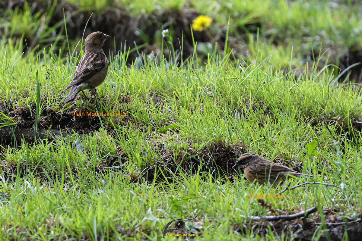 Plain Mountain Finch - ML639512590