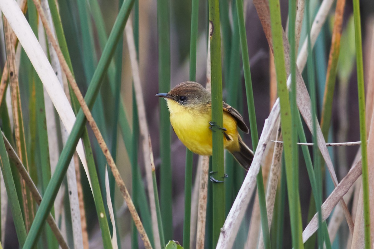 Ticking Doradito - ML639512617