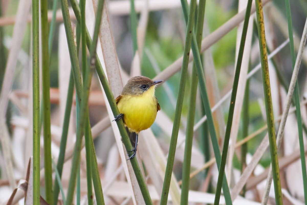 Ticking Doradito - ML639512618