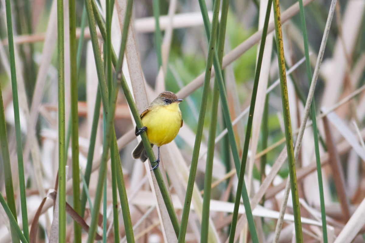 Ticking Doradito - ML639512619