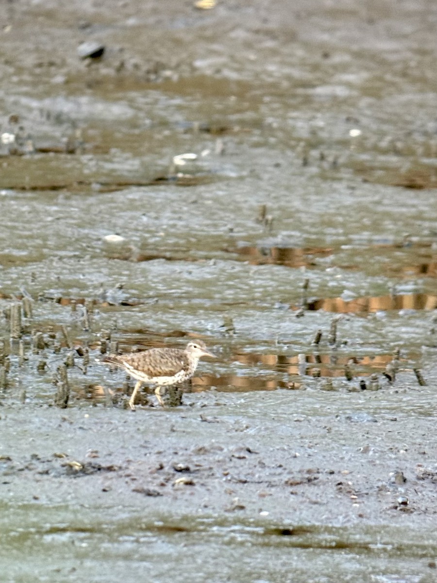 Spotted Sandpiper - ML639512736