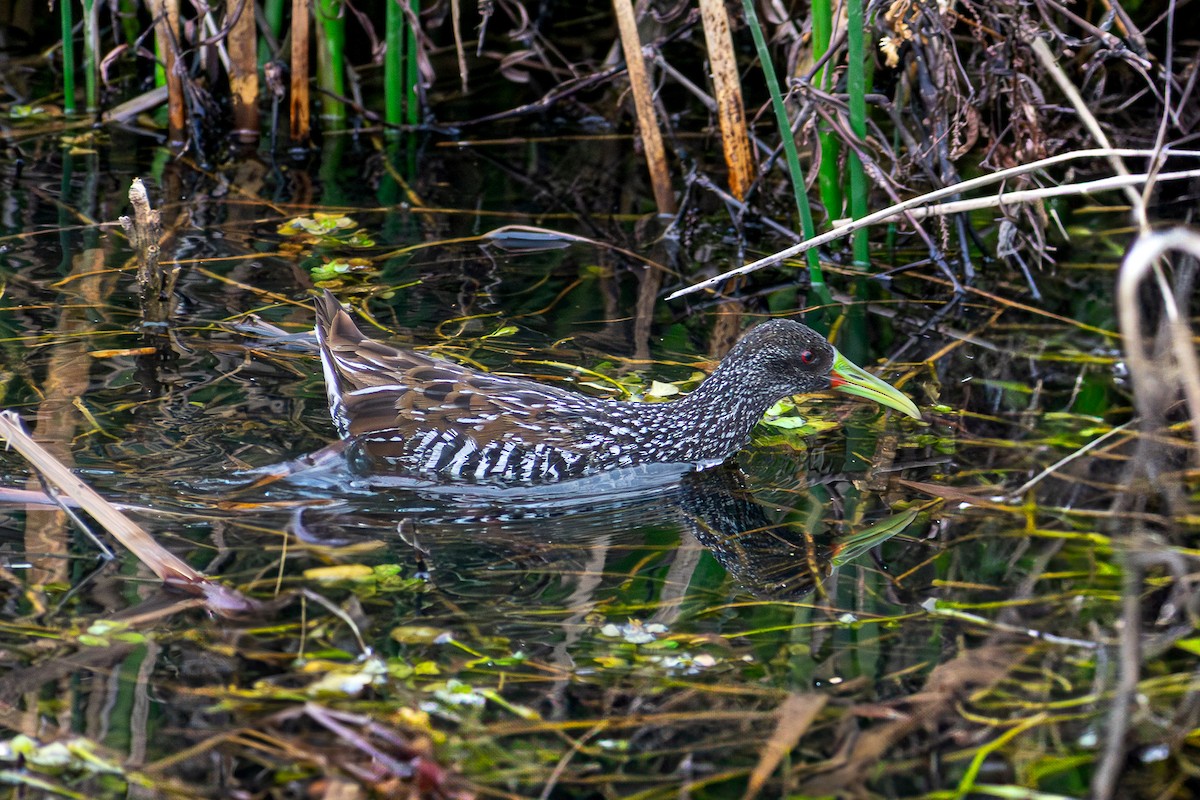 Spotted Rail - ML639512831