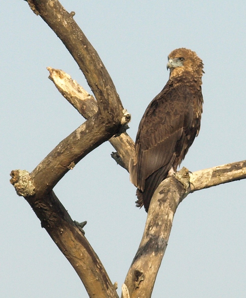 Beaudouin's Snake-Eagle - ML639512832