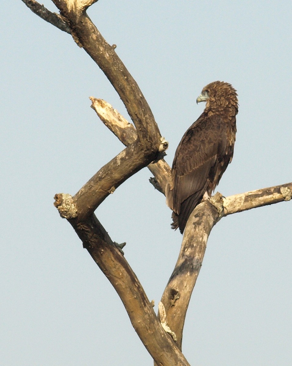 Beaudouin's Snake-Eagle - ML639512833