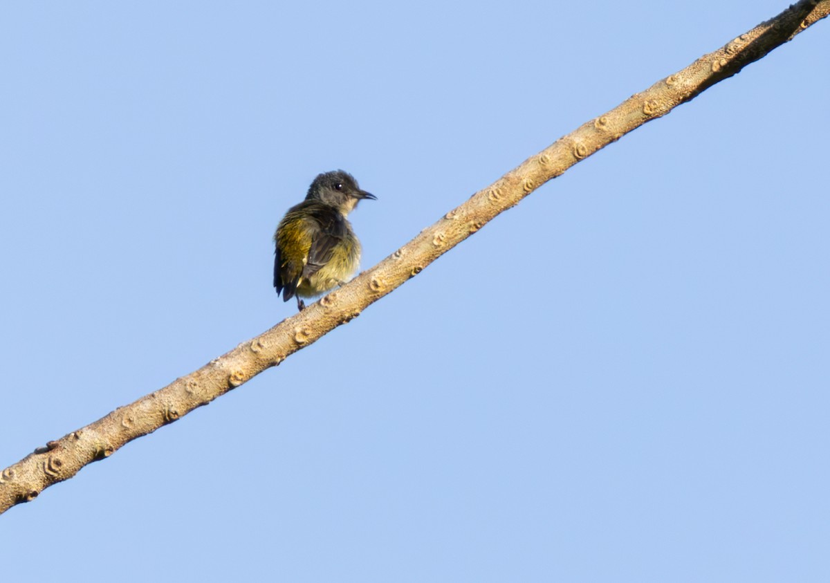 Zwergmistelfresser - ML639512880