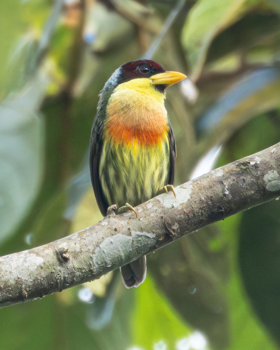 Lemon-throated Barbet - ML639512885