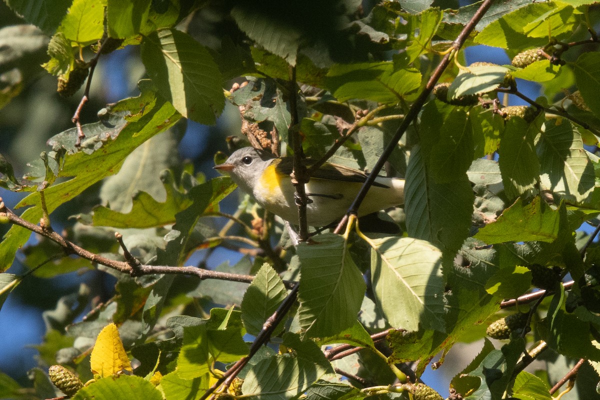 American Redstart - ML639512959