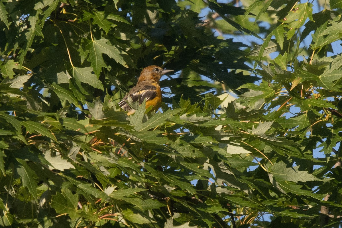 Baltimore Oriole - ML639512970