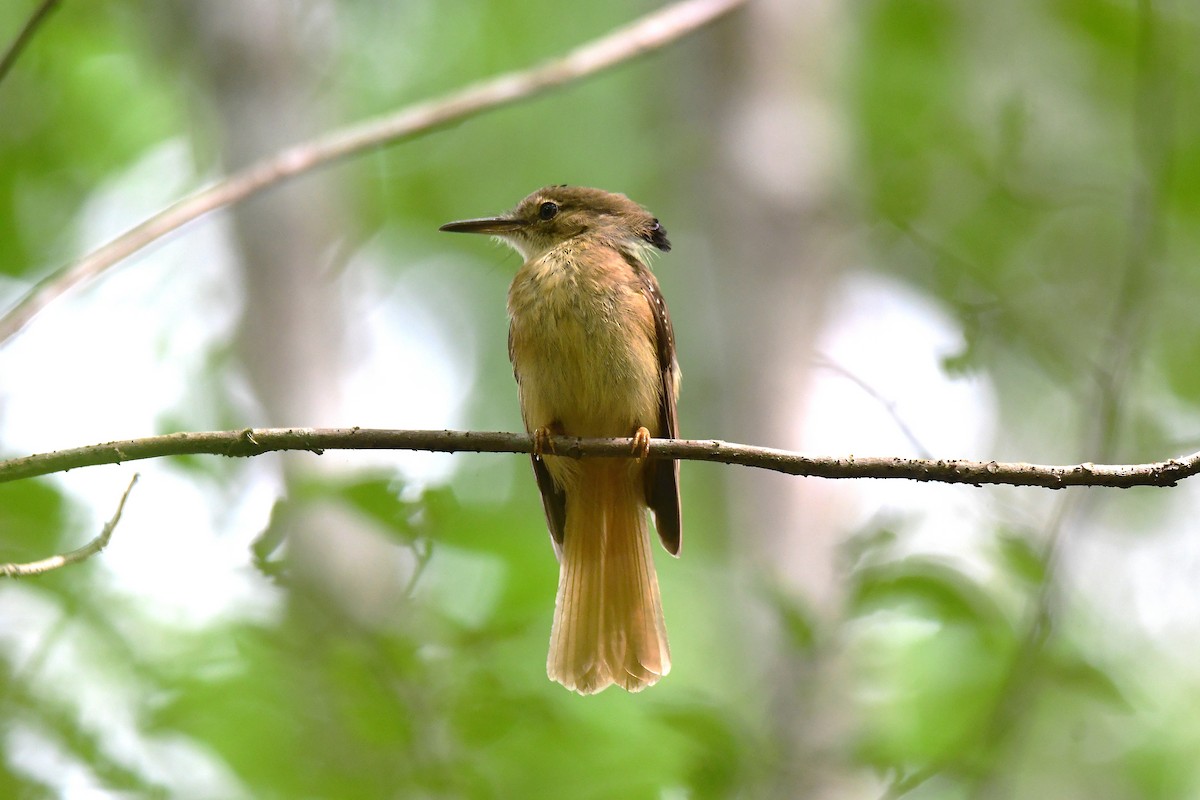 Tropical Royal Flycatcher (Northern) - ML639512971
