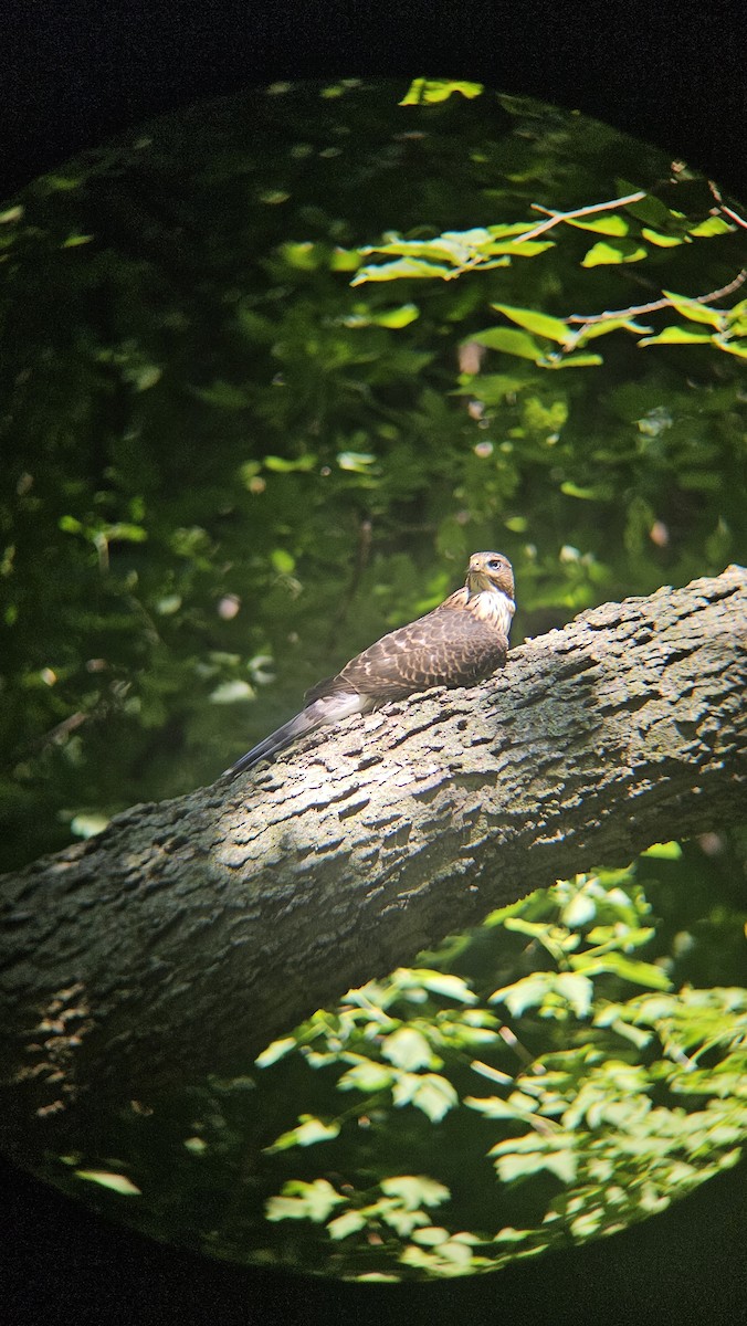 Cooper's Hawk - ML639513069