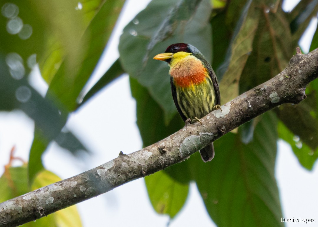 Lemon-throated Barbet - ML639513075